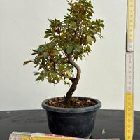 Azalea bonsai