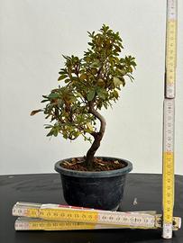 Azalea bonsai