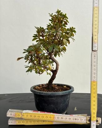 Azalea bonsai
