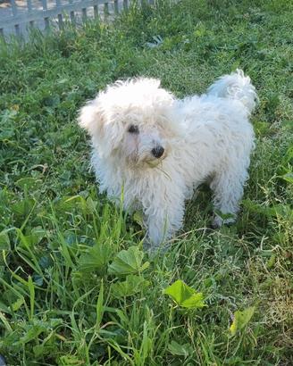 Bichon Frize