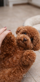 Barboncino toy per monta