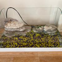 Acquario  per tartaruga