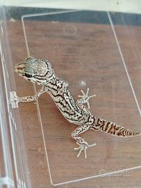 Paroedura Picta - geco