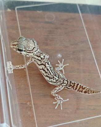 Paroedura Picta - geco
