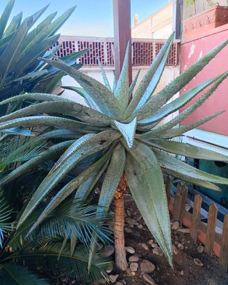 Varie piante grasse 