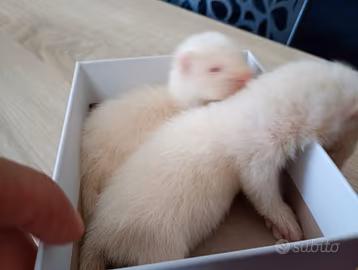 Furetto baby