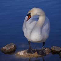 Cigno reale maschio adulto