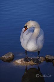 Cigno reale maschio adulto