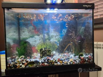 Acquario 60 lt