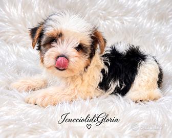 Yorkshire terrier biewer stupendo