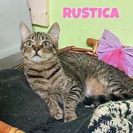Rustica gattina tigrata di 2 anni