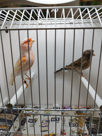 Canarini arlecchino portoghese