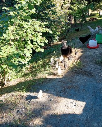 Galli galline