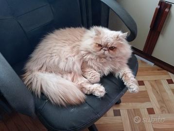 Gatto persiano