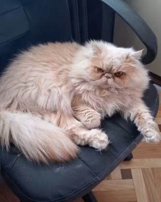 Gatto persiano