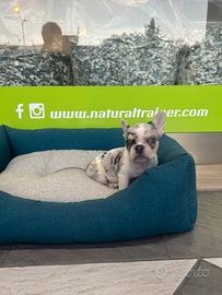 Bulldog francese merle