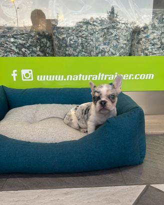 Bulldog francese merle