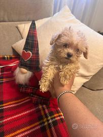 Cuccioli di Maltipoo mini