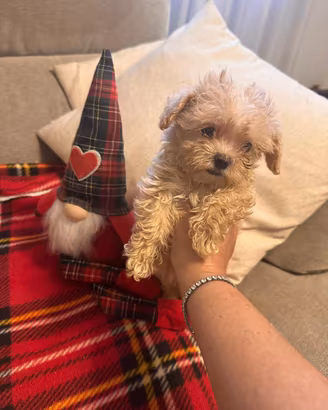 Cuccioli di Maltipoo mini
