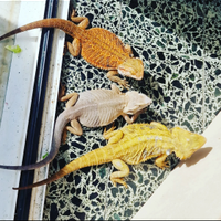 Drago barbuto