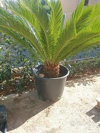 Pianta Cycas