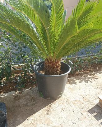 Pianta Cycas