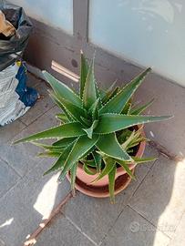 aloe camperi