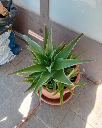 aloe camperi
