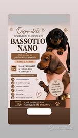 Bassotto tedesco nano