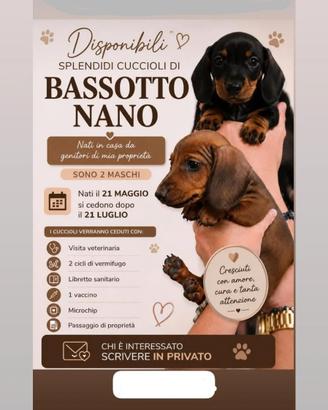 Bassotto tedesco nano