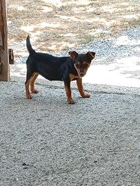 Cucciola