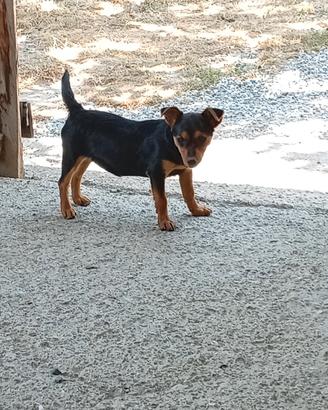 Cucciola