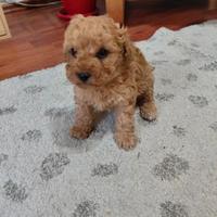 Maschietti barboncino mini toy