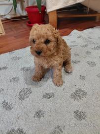 Maschietti barboncino mini toy