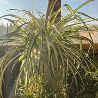 Piante da appartamento