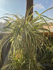 Piante da appartamento