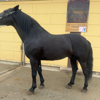 Cavallo di mille risorse