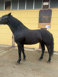 Cavallo di mille risorse