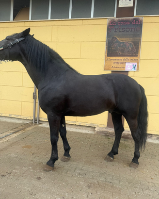 Cavallo di mille risorse