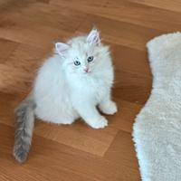 Gattini Siberiani Neva Masquerade