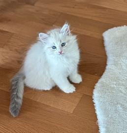 Gattini Siberiani Neva Masquerade