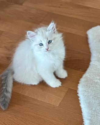 Gattini Siberiani Neva Masquerade