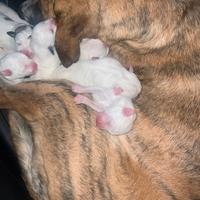 Cuccioli di mix maremmano/dogo sardo