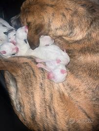 Cuccioli di mix maremmano/dogo sardo