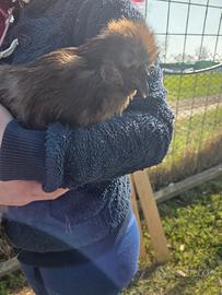 Gallo Moroseta Blu con barba