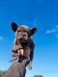 Bull dog