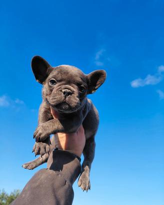 Bull dog