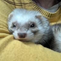 Furetta femmina per monta