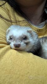 Furetta femmina per monta