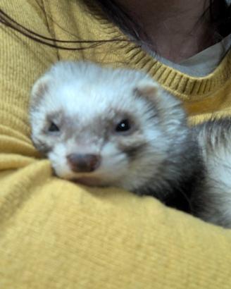 Furetta femmina per monta